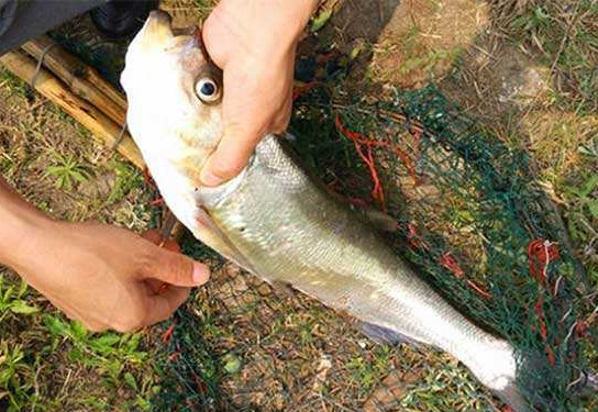 翹嘴魚是白條嗎？翹嘴魚和白條的區(qū)別