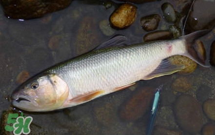 馬口魚是海魚嗎？馬口魚是什么魚