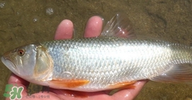 馬口魚喜歡吃什么？馬口魚一般生長(zhǎng)在什么地方