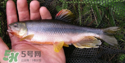 馬口魚是海魚嗎？馬口魚是什么魚