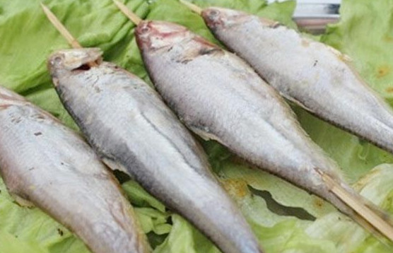 釣馬口魚用什么餌料？釣馬口魚用什么打窩？