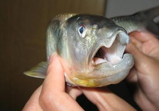 馬口魚怎么釣？馬口魚什么時(shí)候釣最好