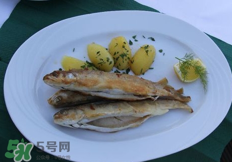 馬口魚能長(zhǎng)多大？馬口魚最大能長(zhǎng)多長(zhǎng)？