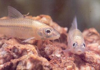 馬口魚能養(yǎng)殖嗎？馬口魚怎么養(yǎng)？