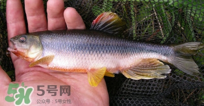 馬口魚多少錢一斤2017？野生馬口魚多少錢一斤？