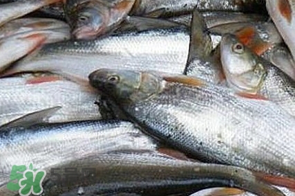 馬口魚怎么釣？馬口魚什么時候釣最好