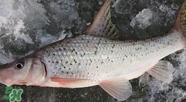 釣翹嘴魚用什么餌料好？翹嘴魚什么時(shí)候好釣