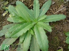 刺兒菜是蒲公英嗎？刺兒菜和蒲公英的區(qū)別