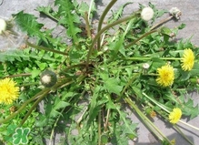刺兒菜是蒲公英嗎？刺兒菜和蒲公英的區(qū)別