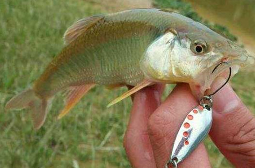 釣馬口魚用什么餌料？釣馬口魚用什么打窩？