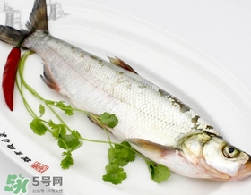 白條魚能長(zhǎng)多大？白條魚可以長(zhǎng)多大？