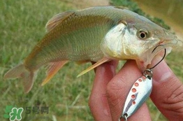 馬口魚(yú)怎么吃？馬口魚(yú)怎么做好吃？