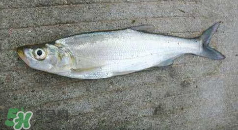 釣翹嘴魚用什么餌料好？翹嘴魚什么時(shí)候好釣