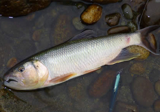 馬口魚多少錢一斤2017？野生馬口魚多少錢一斤？