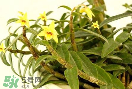 鐵皮石斛花多少錢一斤2017？石斛花多少錢一斤