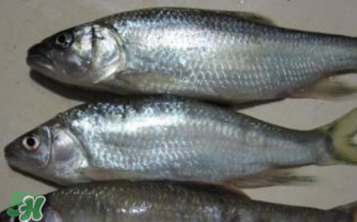 馬口魚喜歡吃什么？馬口魚一般生長(zhǎng)在什么地方