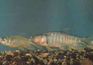 馬口魚是海魚嗎？馬口魚是什么魚