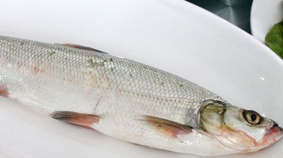 翹嘴魚是白條嗎？翹嘴魚和白條的區(qū)別