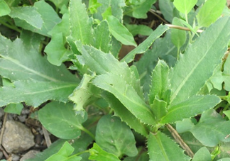刺兒菜是蒲公英嗎？刺兒菜和蒲公英的區(qū)別