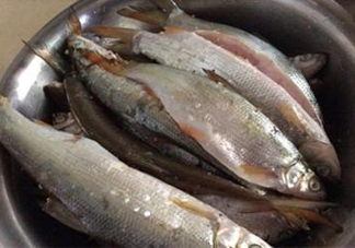 孕婦可以吃白條魚嗎？白條魚孕婦能吃嗎？