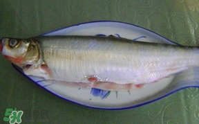 翹嘴魚怎么做好吃？翹嘴魚的做法