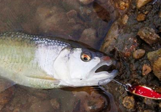 釣馬口魚用什么餌料？釣馬口魚用什么打窩？