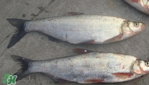 翹嘴魚是什么魚？翹嘴魚是淡水魚嗎
