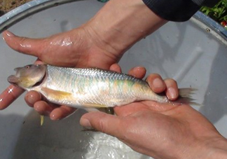 馬口魚喜歡吃什么？馬口魚一般生長(zhǎng)在什么地方