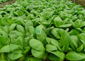 7月份種什么蔬菜？七月份適合種植哪些蔬菜？
