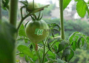 7月份種什么蔬菜？七月份適合種植哪些蔬菜？