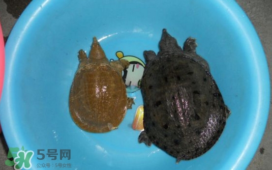 如何區(qū)分野生甲魚？野生甲魚辨識圖片