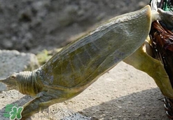 如何區(qū)分野生甲魚？野生甲魚辨識圖片