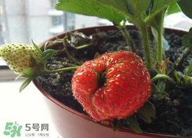 6月份可以種草莓嗎？草莓6月份可以種植嗎？