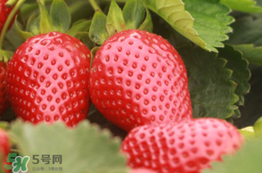 6月份可以種草莓嗎？草莓6月份可以種植嗎？
