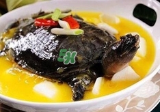 甲魚不能和什么一起吃？甲魚不能跟什么食物一起吃