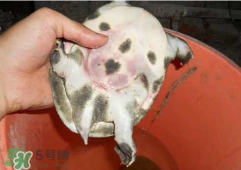 如何區(qū)分野生甲魚？野生甲魚辨識圖片