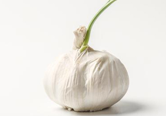 新蒜頭怎么保存不發(fā)芽？新蒜頭怎么存放