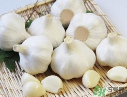 新蒜頭什么時(shí)候上市？新蒜頭幾月份上市