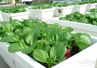 7月份種什么蔬菜？七月份適合種植哪些蔬菜？