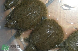 野生甲魚吃什么？野生甲魚幾年可以長(zhǎng)5斤？