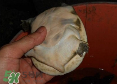 如何區(qū)分野生甲魚？野生甲魚辨識圖片