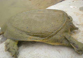 如何區(qū)分野生甲魚？野生甲魚辨識(shí)圖片