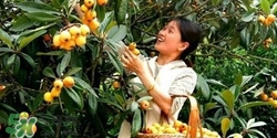 孕婦怎么吃枇杷好？孕婦能吃枇杷膏嗎？