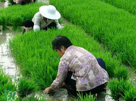 芒種種什么？芒種種什么疏菜？