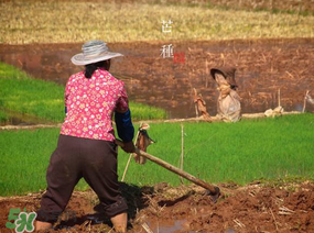 芒種種什么？芒種種什么疏菜？