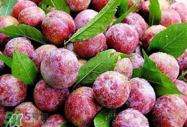 芒種吃什么水果？芒種吃什么水果好？