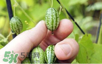 迷你西瓜種子哪兒有賣？迷你西瓜種子哪里可以買