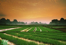 2017年芒種會(huì)下雨嗎？2017年芒種雨好嗎？