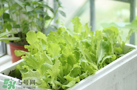 六月份可以種生菜嗎？夏天可以種生菜嗎？