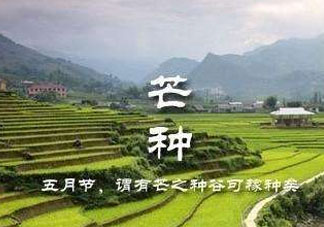 芒種種什么？芒種種什么疏菜？